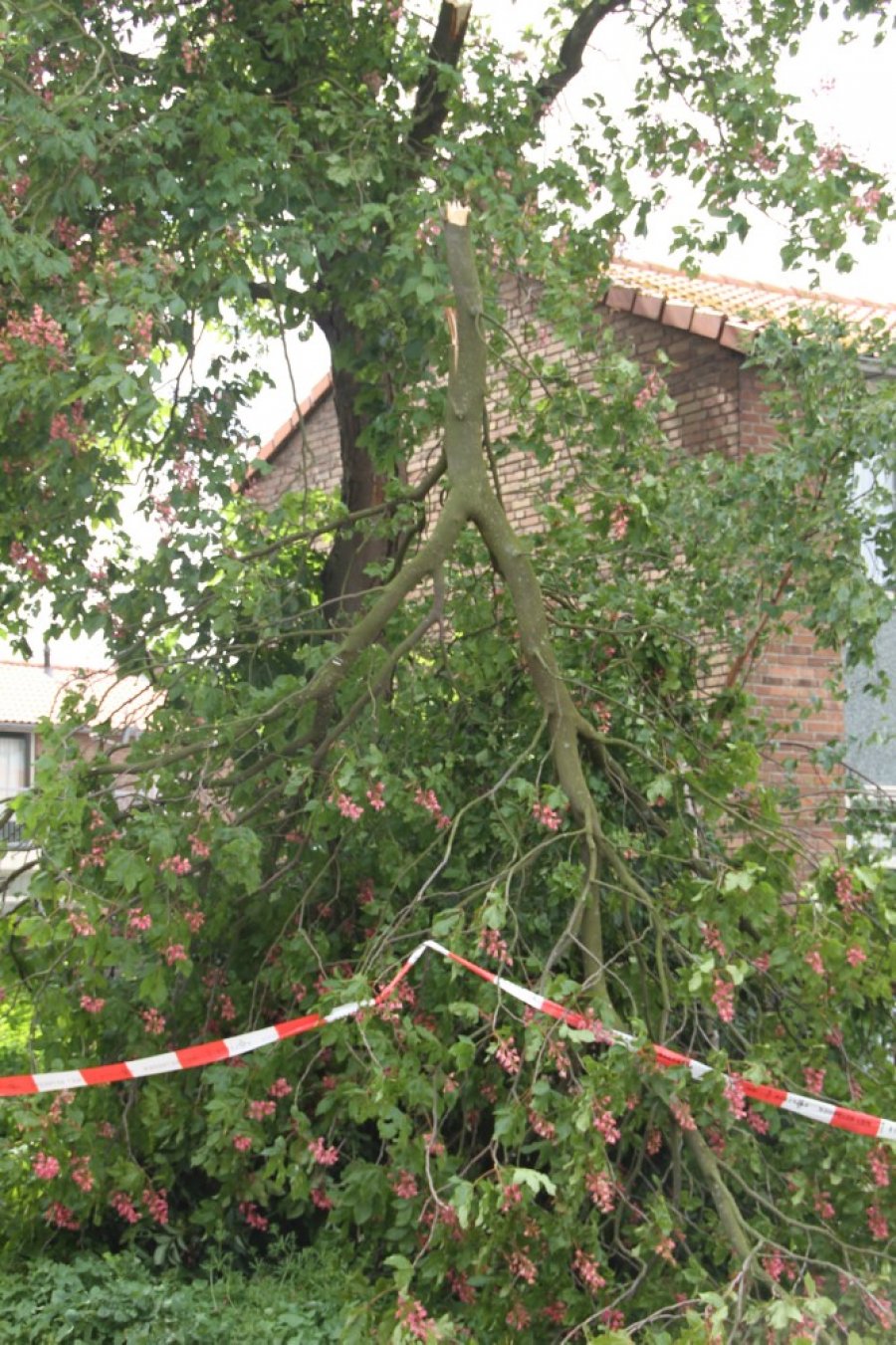 Tak van boom gewaaid Gouderegenstraat Noordwijk